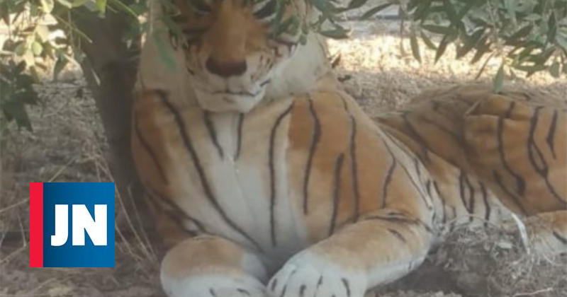 El tigre a suelta lanza alarma, la policía descubre que era peluche gigante