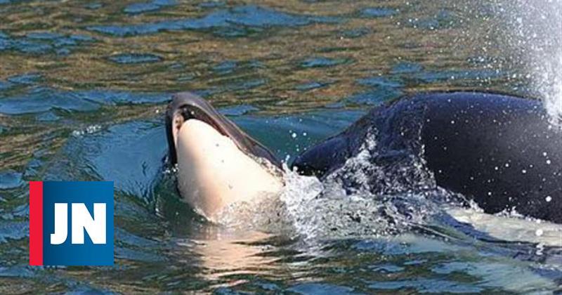 Al cabo de 17 días de luto orca dejó partir cuerpo de cría muerta