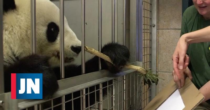 Panda pinta grabados que parecen animales en zoo en Austria