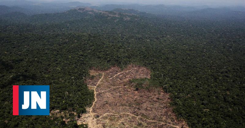 La Amazonia sufrió el mayor golpe de los últimos diez años y está en riesgo