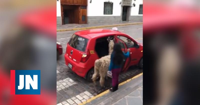 Lama atrapa taxi en Perú