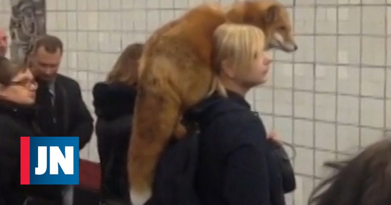 Mujer entra en el metro con zorro en el hombro