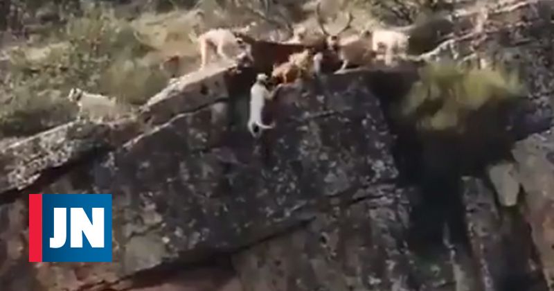 Un venado y 12 perros caen de un acantilado durante una cacería en España
