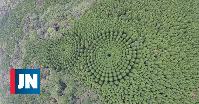 El misterioso bosque japonés que se ha convertido en un éxito en Google Maps