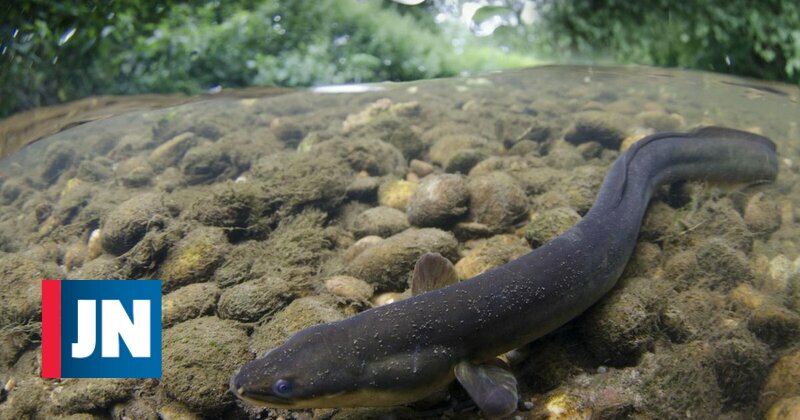 Cocaína en el río Tosa causa hiperactividad en las anguilas