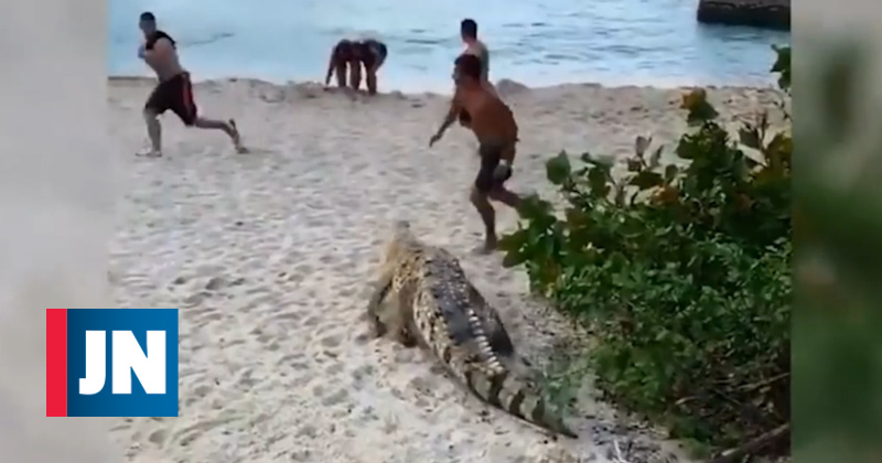 Cocodrilo camina en la playa y lanza el pánico entre los turistas