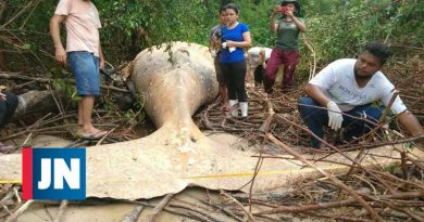 La ballena encontrada muerta en medio de la Amazonia sorprende a científicos
