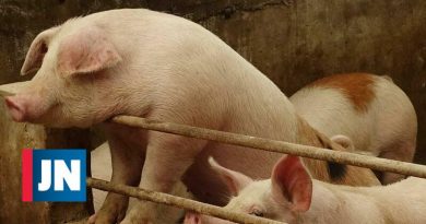 Peste porcina se extiende a toda China con brotes en el extremo noroeste