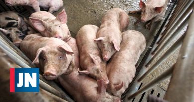 China vuelve a importar carne de cerdo de Francia