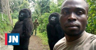 "Mata a selfie": guardia forestal comparte fotos con gorilas en el Congo
