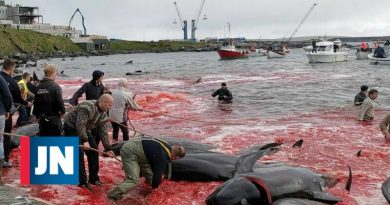 La nueva matanza de ballenas y delfines provoca marea roja en las islas Feroe