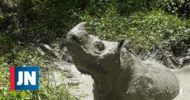 Murió el último rinoceronte de sumatra macho de Malasia