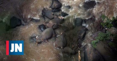 Los elefantes mueren tratando de salvarse de una cascada en Tailandia