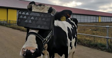 Gafas de realidad virtual ayudan a las vacas a producir más leche
