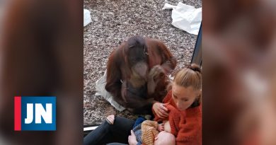 El orangután perdido genera hechizos con la madre que amamanta al niño