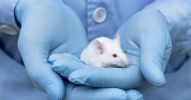Imagem ratos de laboratório curados da diabetes