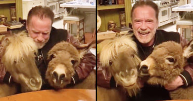 Mire como Arnold Schwarzenegger anima a todos con sus amigos de corral Whisky y Lulu