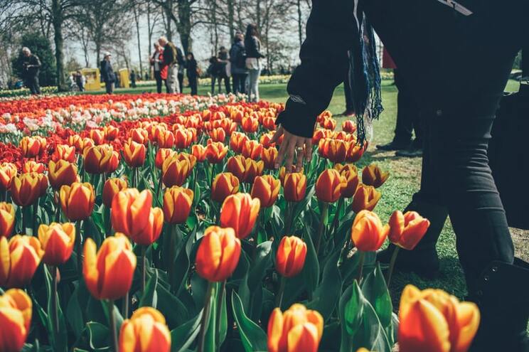 Jap贸n corta m谩s de 100,000 tulipanes debido al coronavirus 