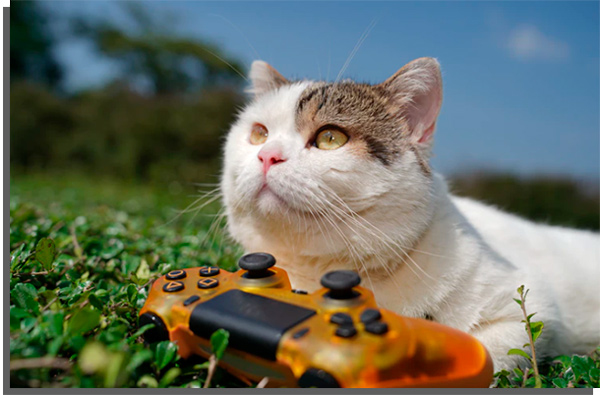 gato jugando videojuegos