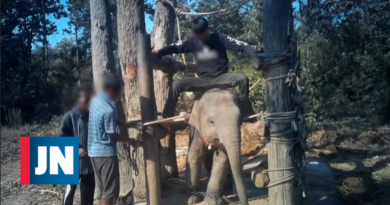 Reveladas imagens de tortura a elefantes treinados para turismo na Tailândia