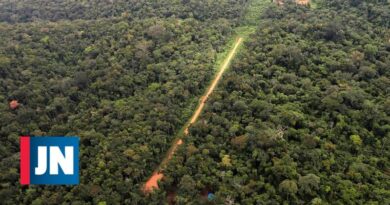 La selva amazónica ha perdido el 10% de la vegetación nativa en 33 años.