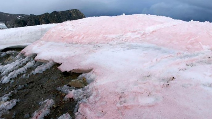 Snow Rose? Científicos investigan misterioso fenómeno en un glaciar