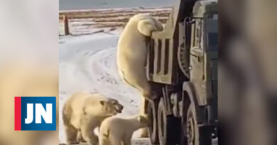 Osos polares rodean cami贸n de basura en busca de comida