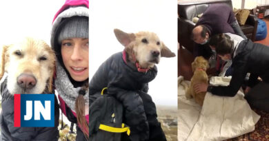 Perro rescatado vivo tras 15 días perdido en la nieve