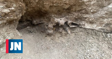 La construcci贸n de una piscina revela esqueletos de la Edad de Hielo en un patio trasero en Las Vegas