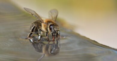 Cientistas estão a treinar abelhas para detetar o coronavírus