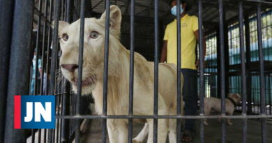 León mutilado regresó a su dueño una semana después de ser rescatado