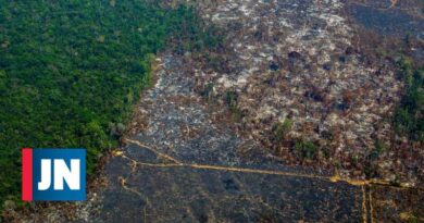 Las reservas indígenas fueron las áreas menos devastadas de Brasil en 36 años