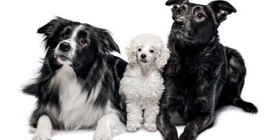 Leishmaniasis: cómo combatir la enfermedad que afecta a los perros y a las personas