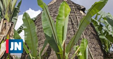 EL "plátano falso", superalimento etíope