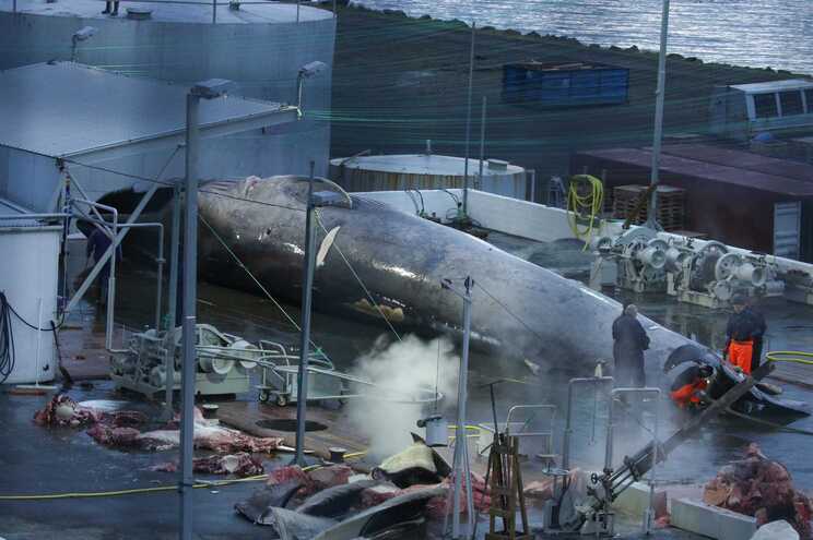Islandia planea poner fin a la caza de ballenas para 2024 