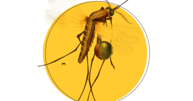 Del dengue a la malaria: cómo los mosquitos cambiaron el mundo