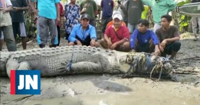 Cocodrilo de cuatro metros atrapado en Indonesia