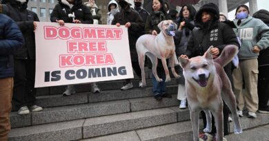 Corea del Sur aprueba una ley que prohíbe el consumo y la venta de carne de perro