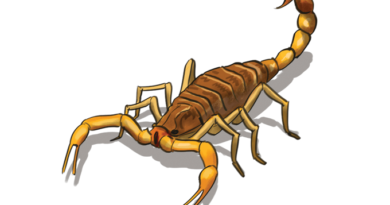 Los ataques de escorpiones y plagas aumentan en los días calurosos.  ¿Como evitar?