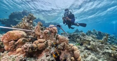 La IA tarda sólo unos minutos en convertir vídeos de GoPro en mapas 3D de arrecifes de coral
